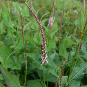 Persicaria amplexicaulis 'Rosea' ---